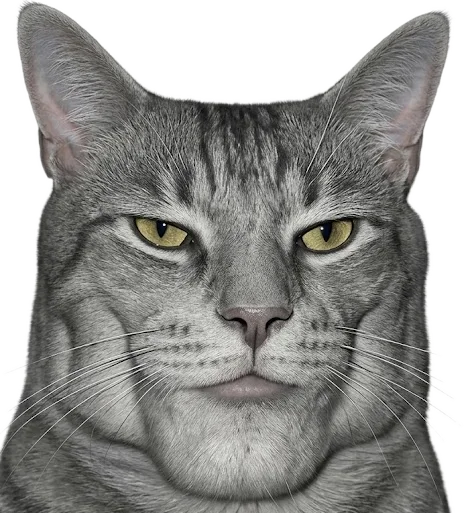 pepcat, unbothered